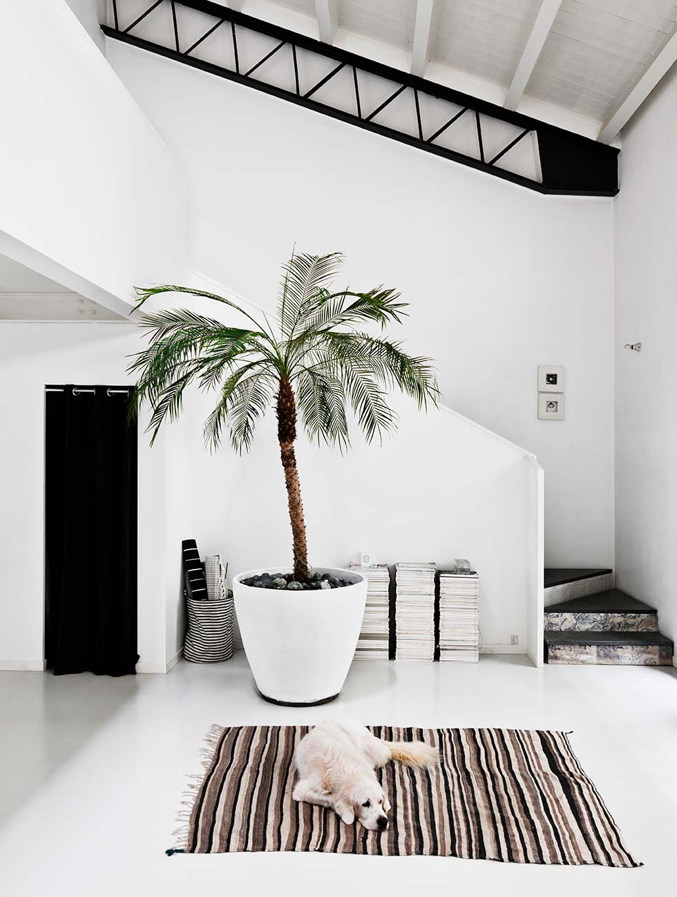 Palm in huis