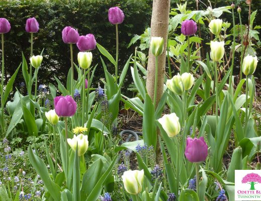 Tulipa 'Negrita' & Tulipa 'Spring Green