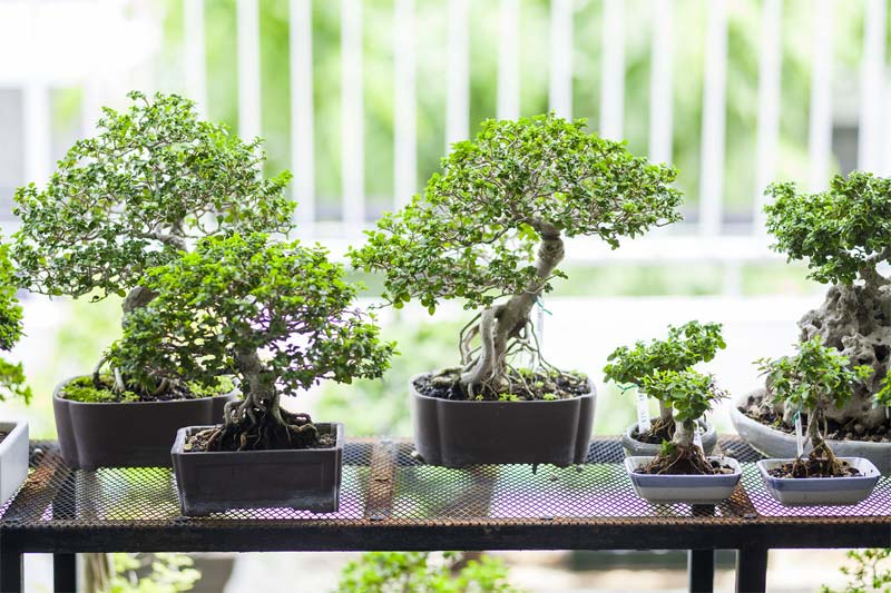 bonsai boom collectie op rek