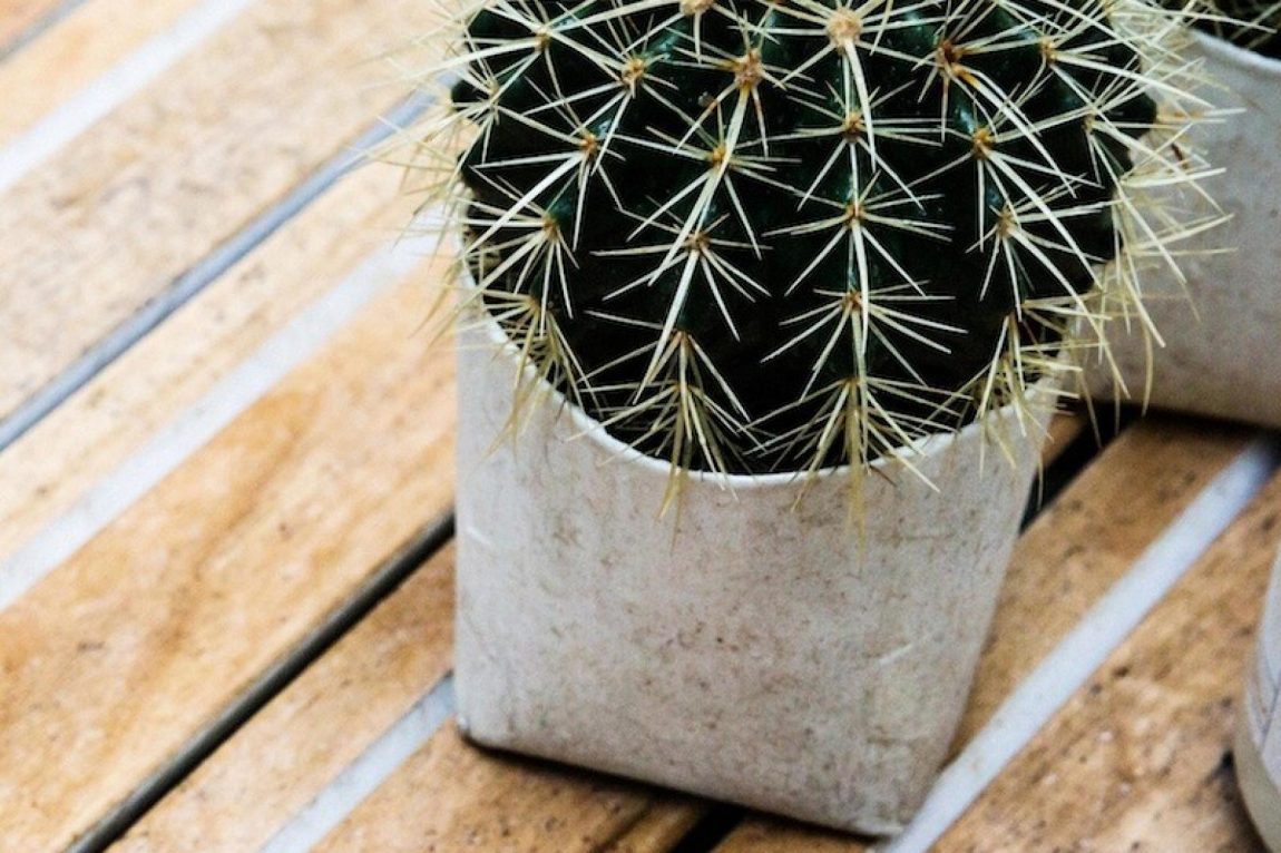 cactus-tuin