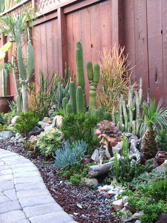 Cactussen in de tuin