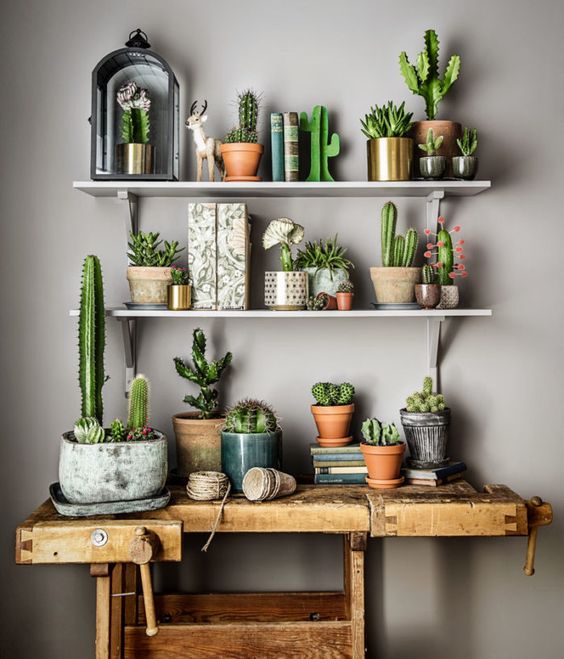 cactussen-verzameling