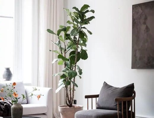 creeer een luxe binnenruimte met prachtige grote planten