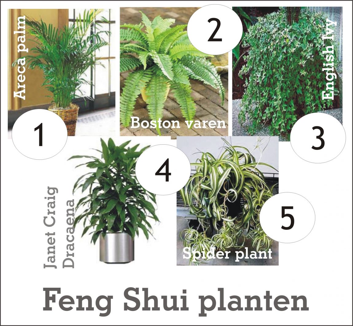 Feng Shui planten.
