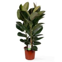 De Rubberplant (Ficus elastica)