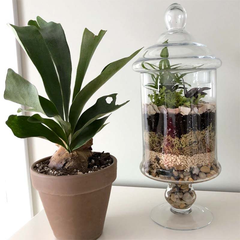 gesloten glazen terrarium