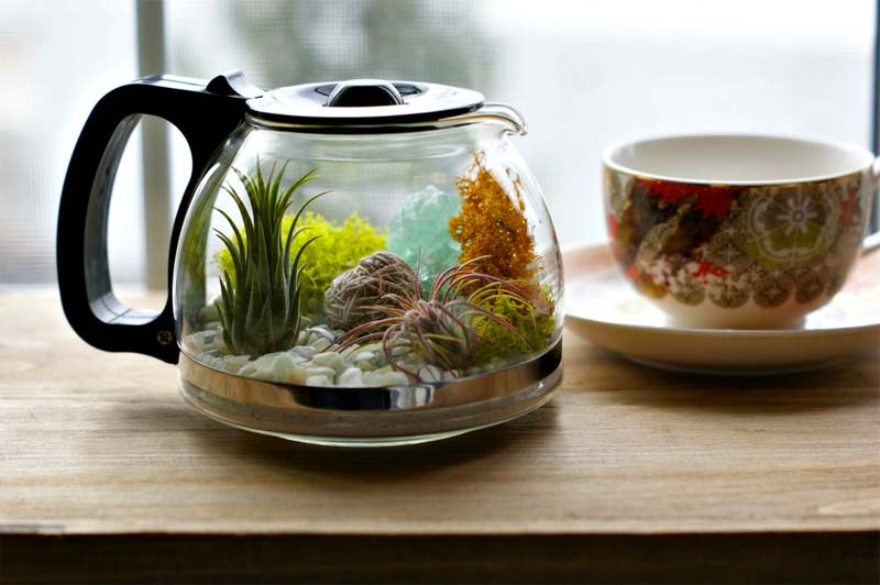 glazen koffiepot terrarium maken