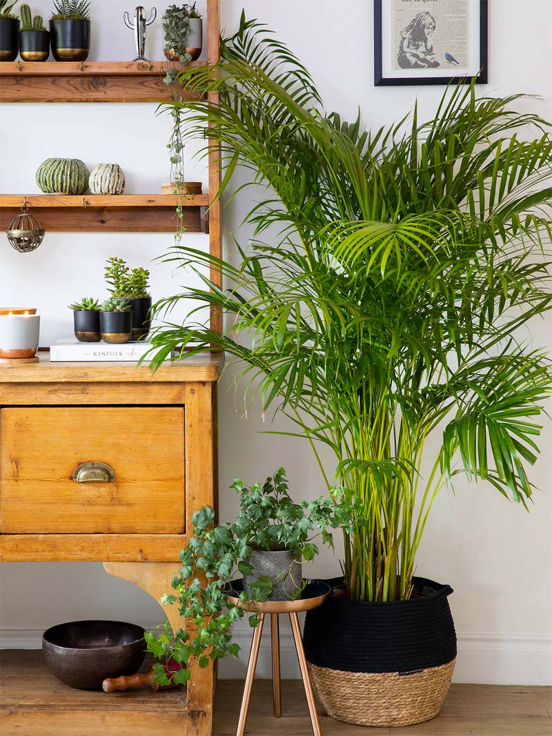 grote kamerplant areca palm