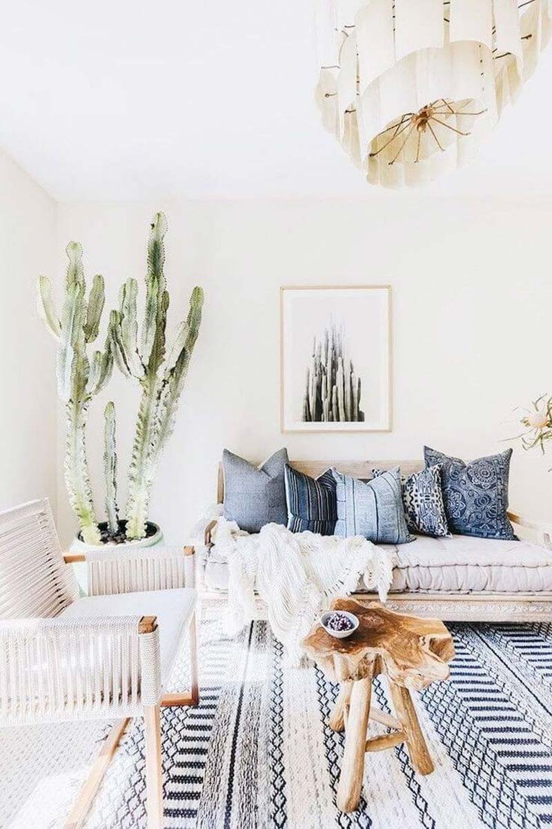 grote kamerplant cactus