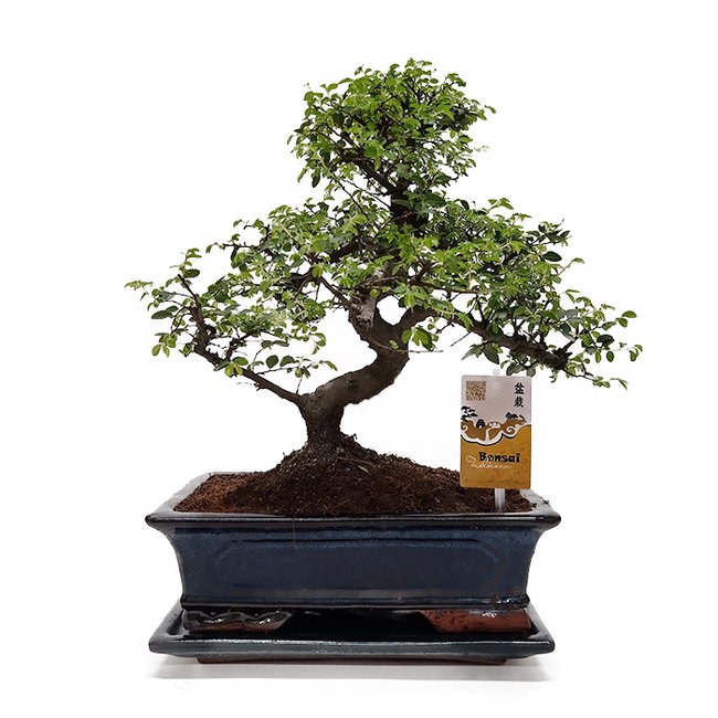housewarming cadeau bonsai boom