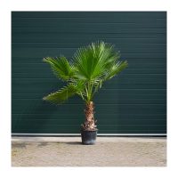 ibiza tuin mexicaanse palm