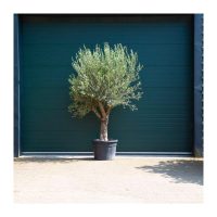 ibiza tuin olijfboom