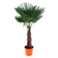 ibiza tuin palm