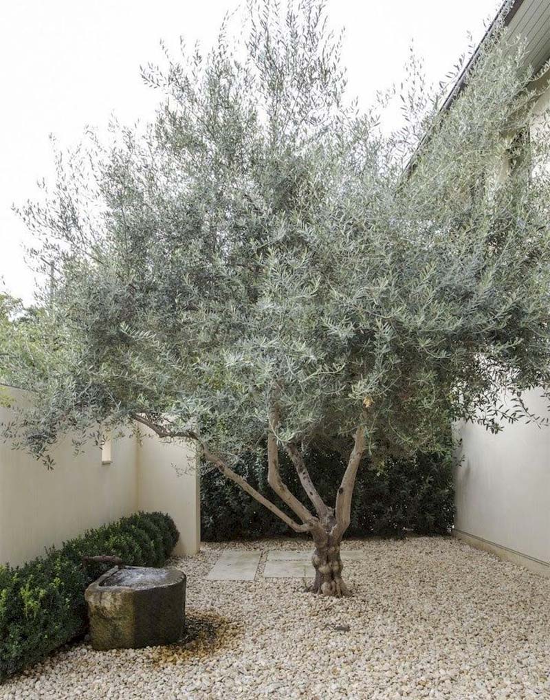 mediterrane tuin olijfboom