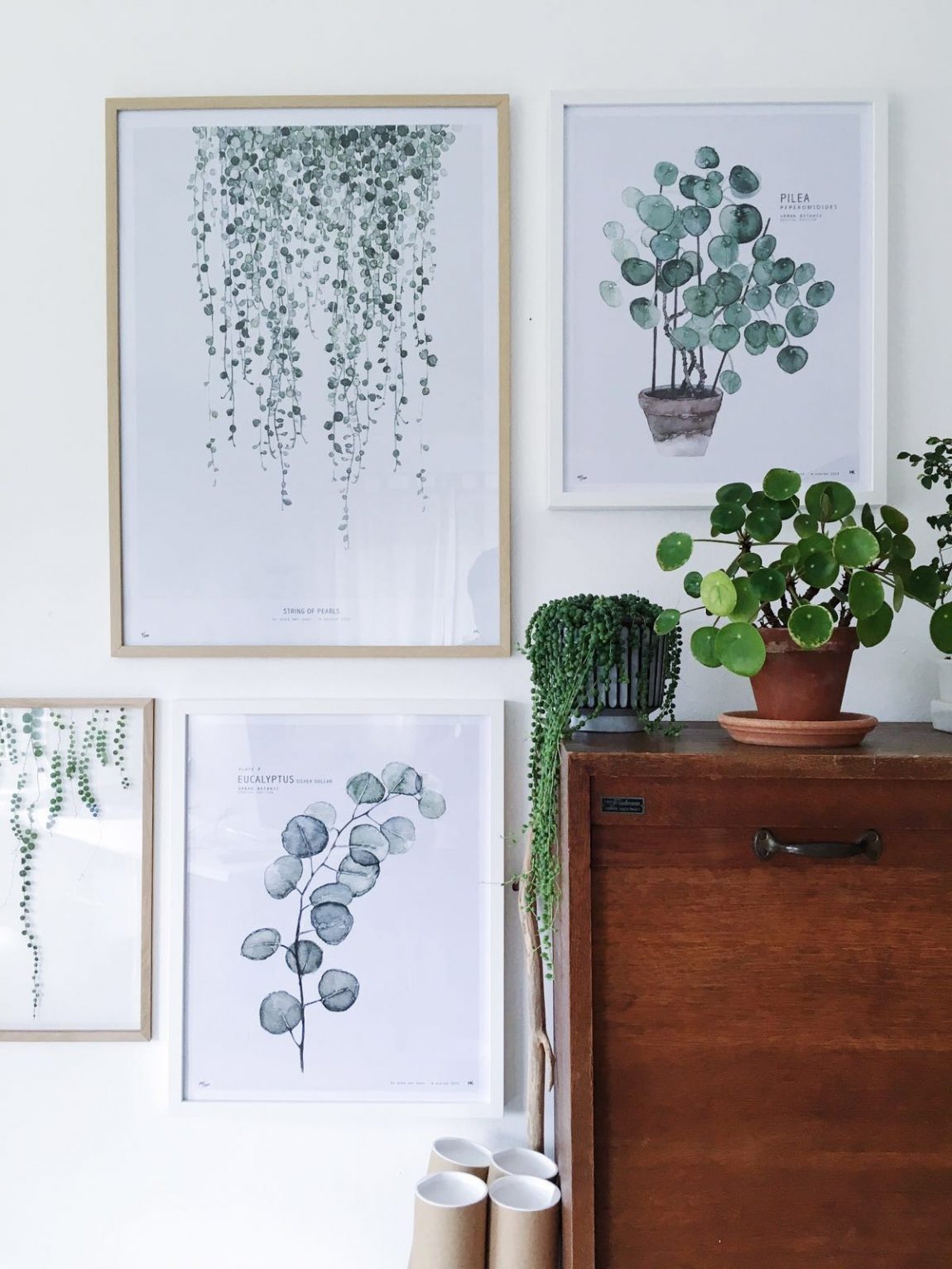 Pilea Peperomioides