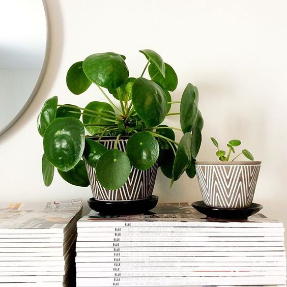 Pilea Peperomioides