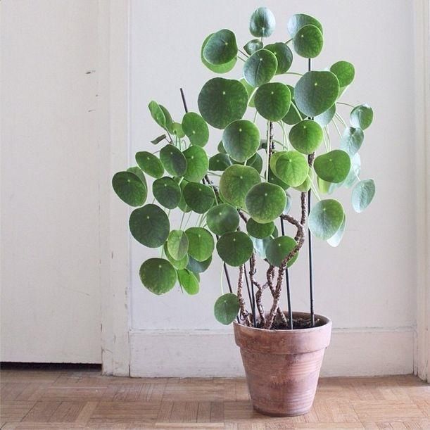Pilea Peperomioides