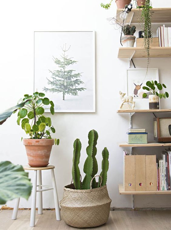Pilea Peperomioides