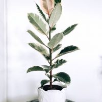 De Rubberplant (Ficus elastica)