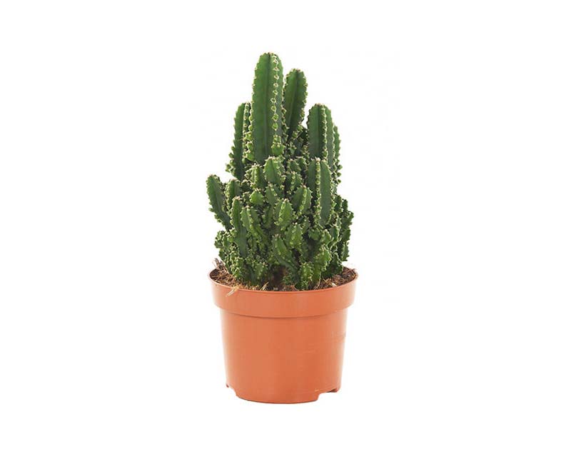 terrarium plantjes cactussen