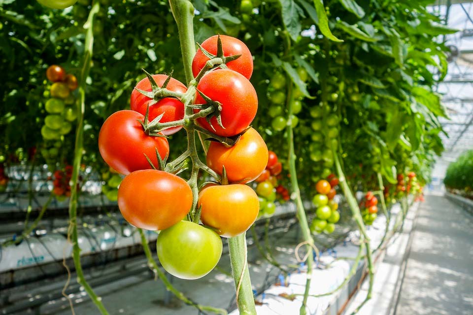 tuinkas beginnen tips tomaten
